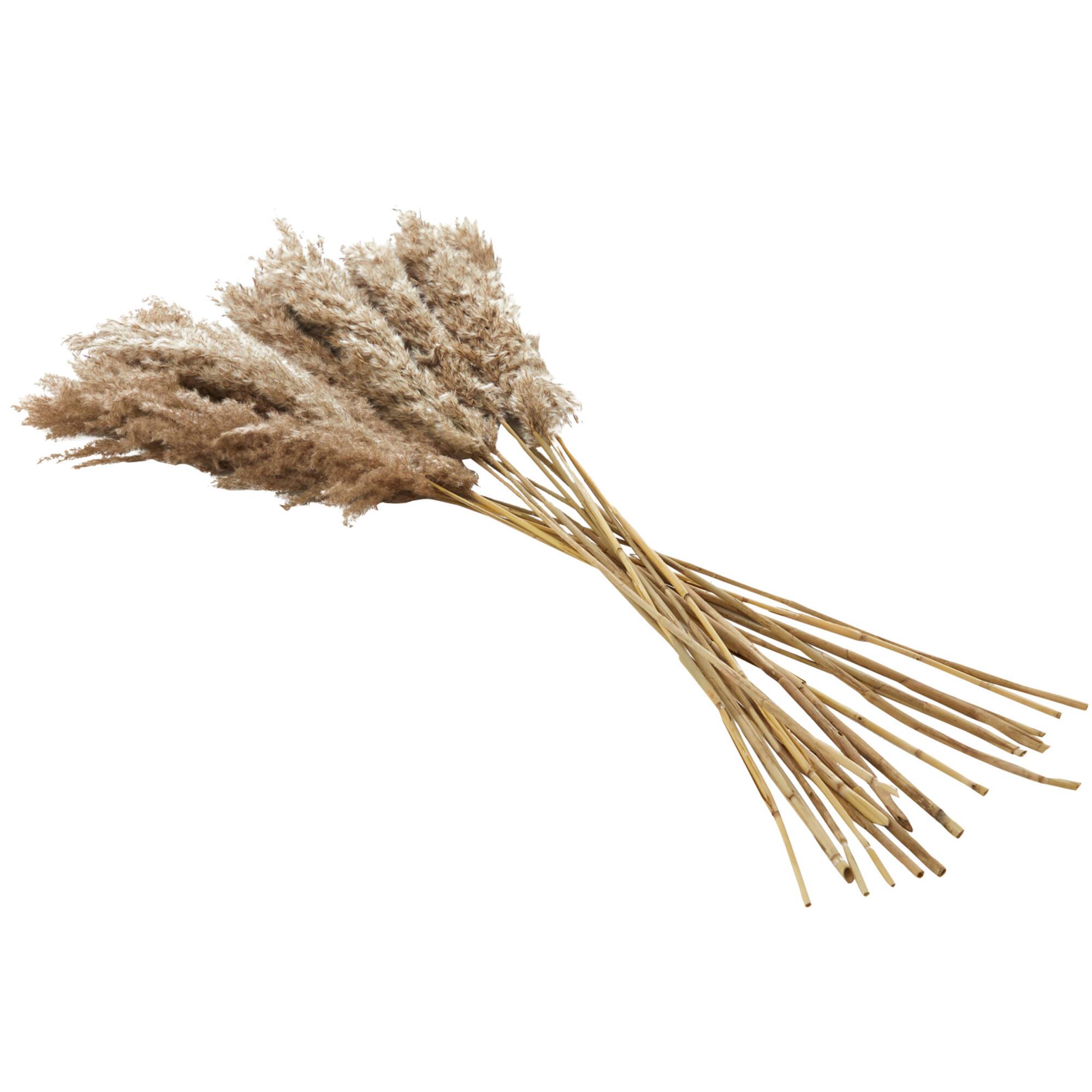 Dried Plant Pampas Natural Foliage with Long Stems